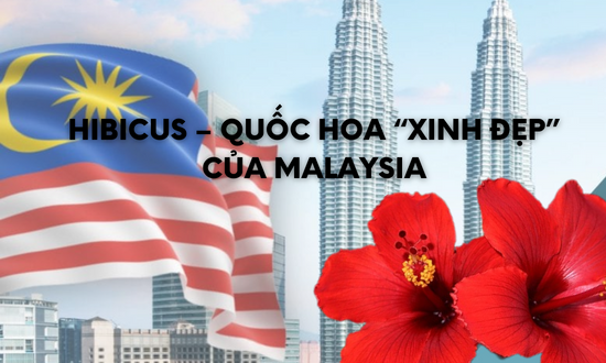 Hibicus – Quốc hoa “xinh đẹp” của Malaysia